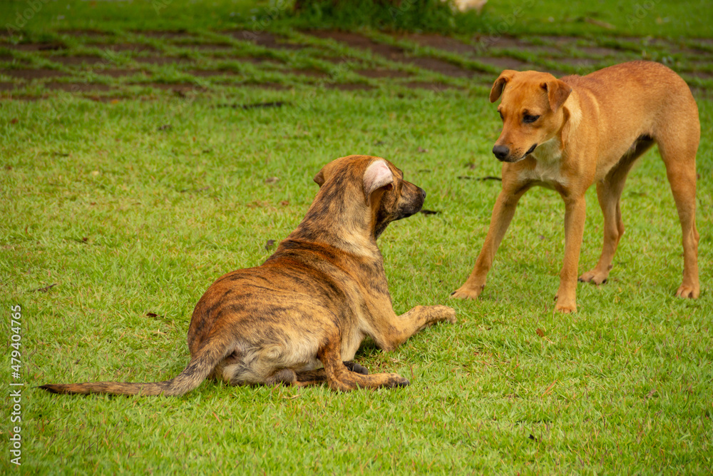 Dois cães brincando sobre um gramado verde de uma praça pública. Dois cães brincando sobre um gramado verde de uma praça pública.