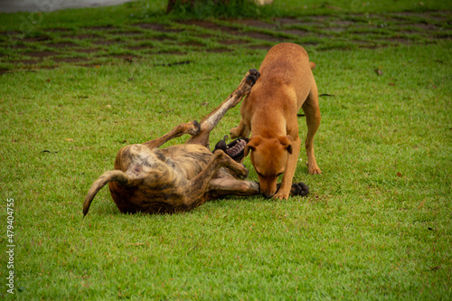 Dois cães brincando sobre um gramado verde de uma praça pública.  photo