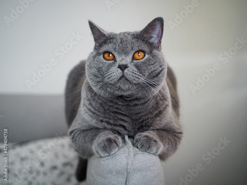 British blue cat with orange eyes lying on the couch at home