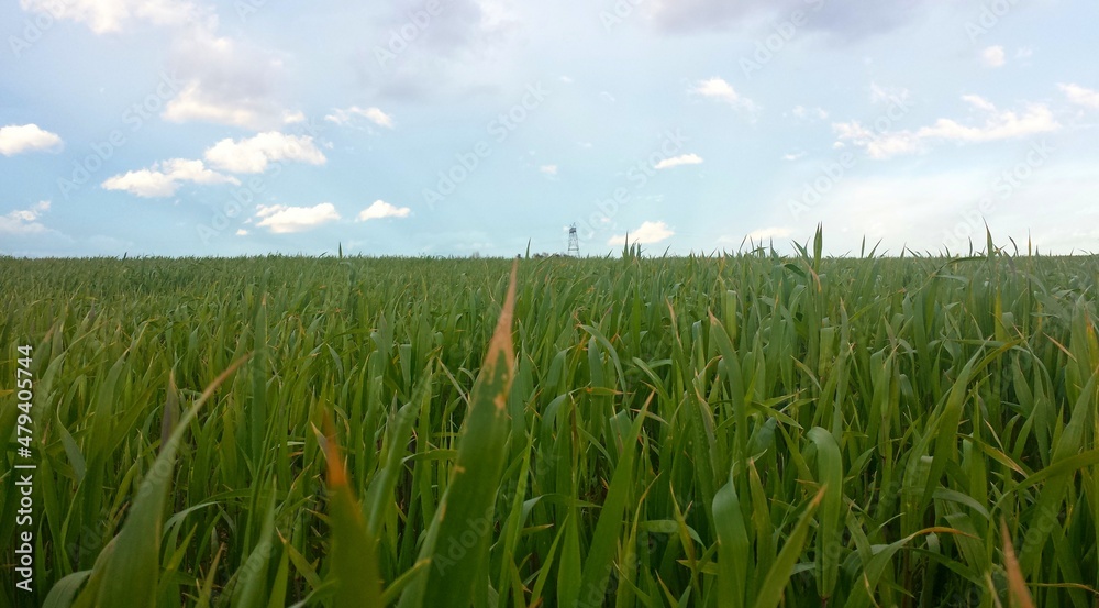 Obraz premium grass, sky, field, green, nature, blue, summer, agriculture, landscape, spring, meadow, plant, wheat, cloud, farm, rural, clouds, fresh, lawn, season, environment, horizon, corn, countryside, sun