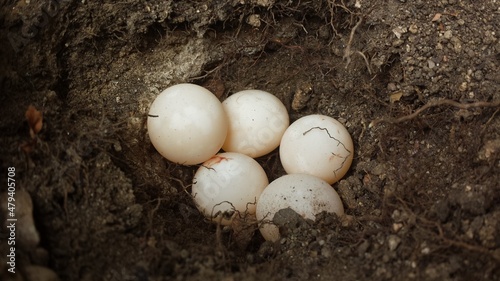 eggs, turtle, spawn, nature, fresh, farming