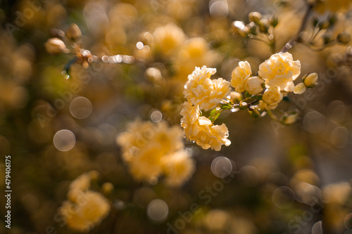 Flores amarillentas con reflejos de luz del agua del rocío  © Roque Sánchez