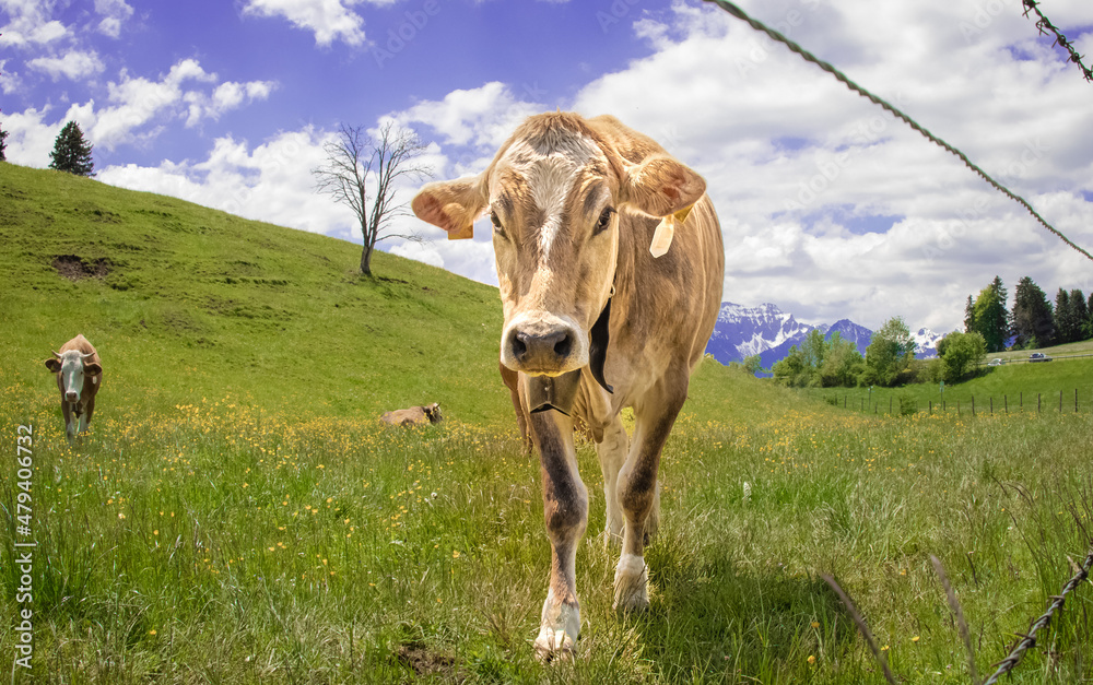 custom made wallpaper toronto digitalcows in the mountains