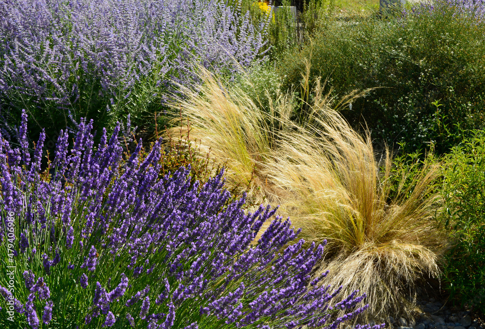Obraz premium lawenda, perowskia i ostnica na rabacie śródziemnomorskiej, lavender, perovska and stipa on the Mediterranean flowerbed