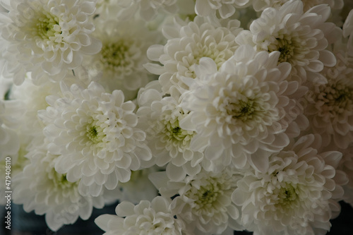 white chrysanthemum flower © Екатерина Попова