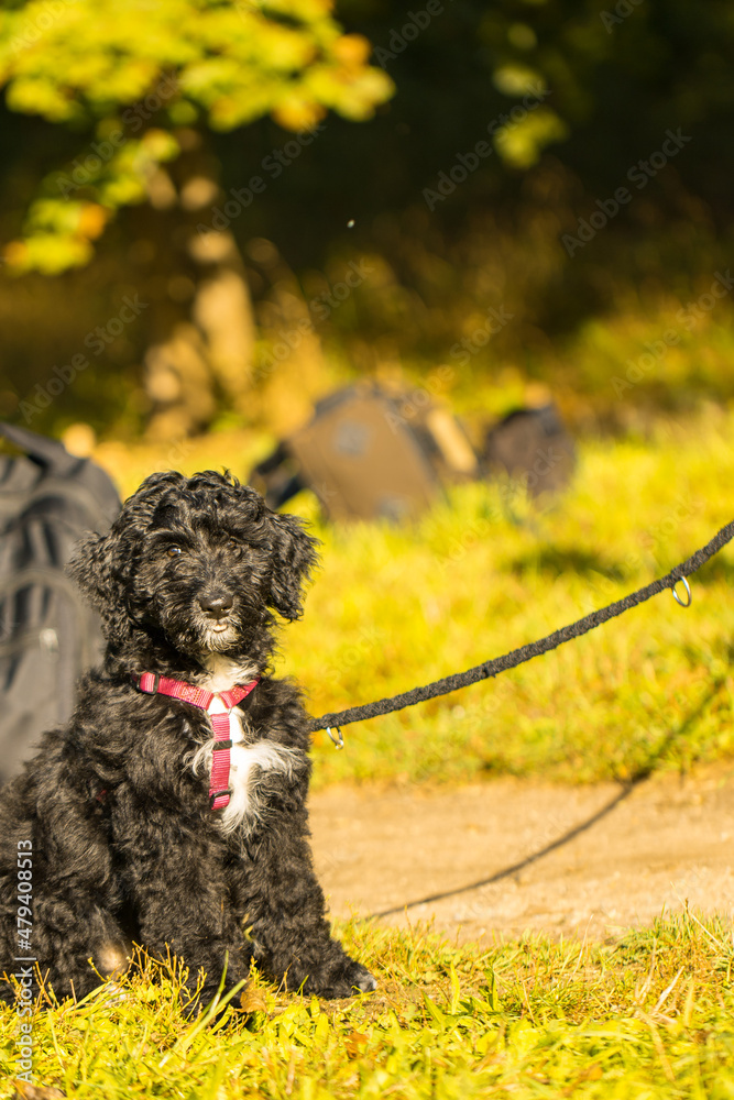 aussiedoodle, welpe aussiedoodle, welpe