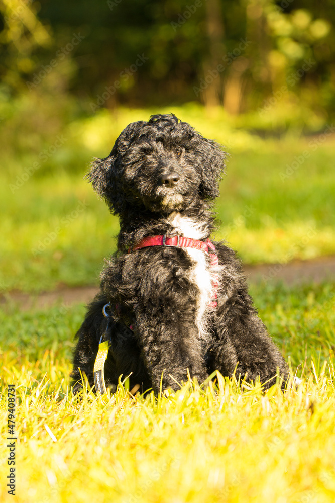 Fototapeta premium aussiedoodle, welpe