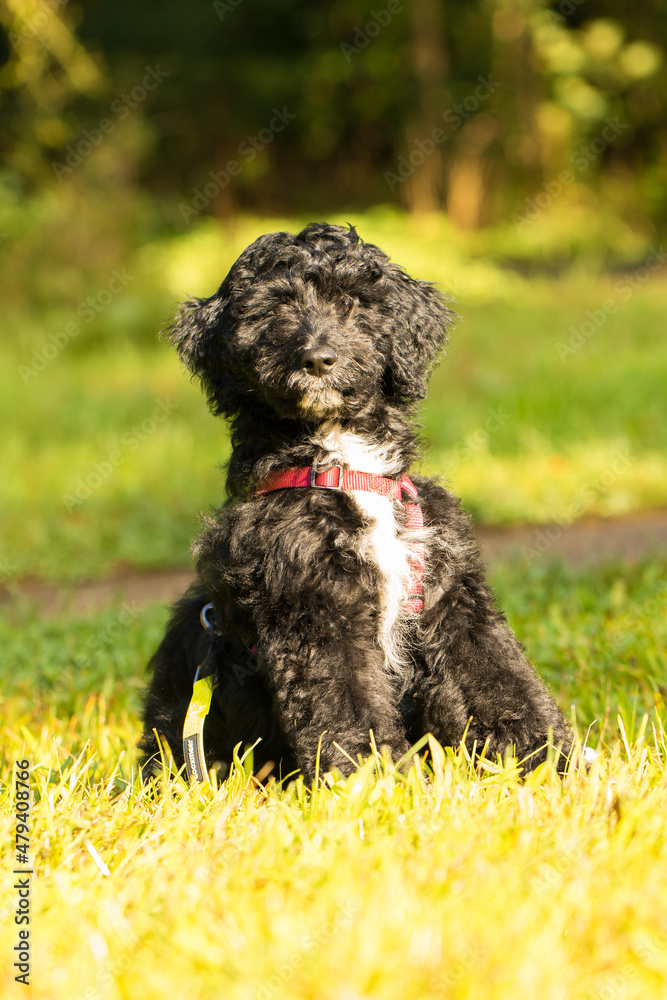 Fototapeta premium aussiedoodle, welpe