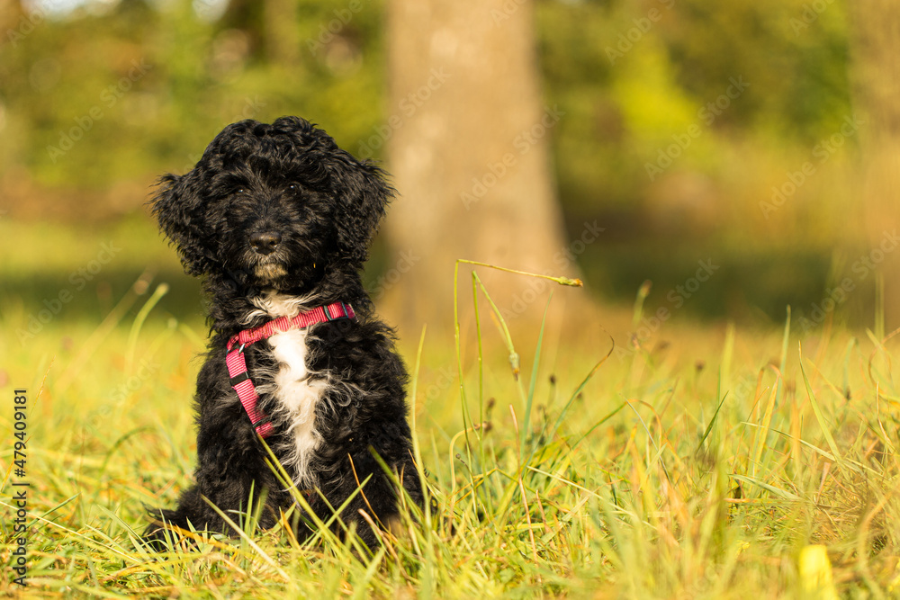 Aussiedoodle Welpe Aussiedoodle Welpe