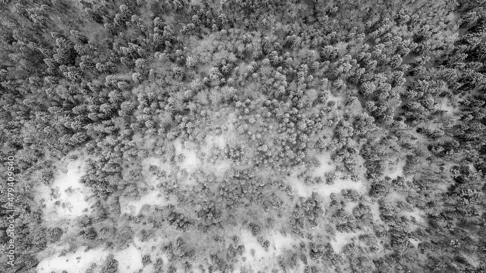 Obraz premium Forrest during the winter season. High quality photo