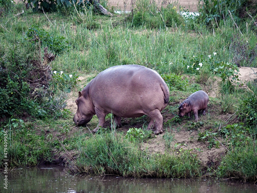 Female Hippo (Hippopotamus amphibius) with young in Zimbabwe, Africa Female Hippo (Hippopotamus amphibius) with young in Zimbabwe, Africa