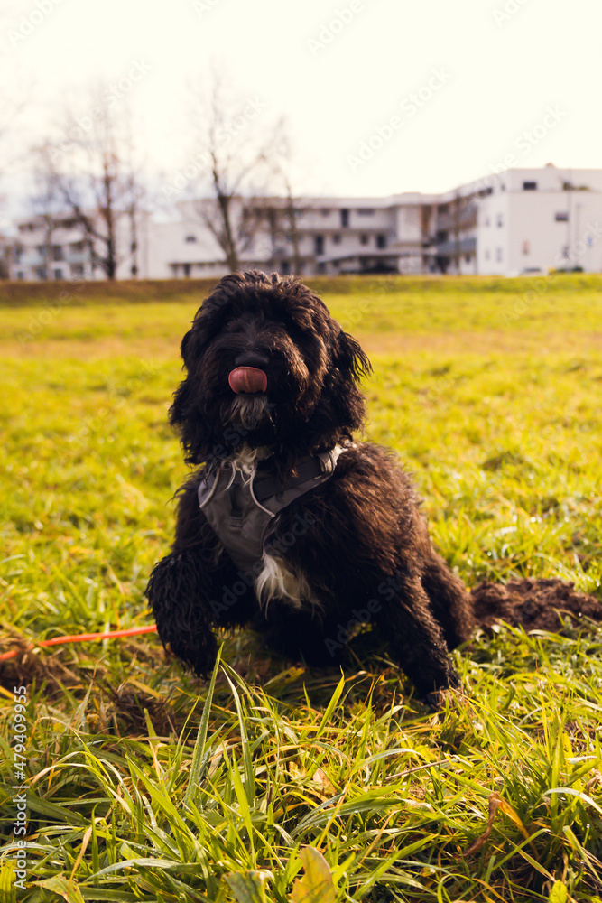 Aussiedoodle Aussiedoodle