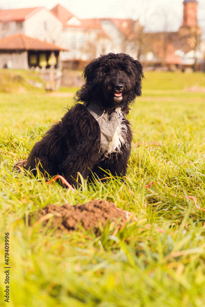 Fototapeta premium Aussiedoodle