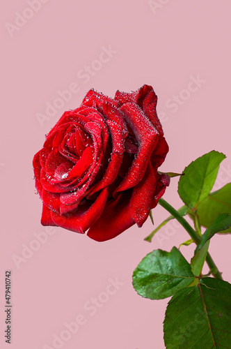 Fototapeta Naklejka Na Ścianę i Meble -  Red rose macro with waterdrops, fokusstacking ultra detailed macro, love, valentine's day