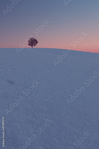 einsamer alter Baum im Winter