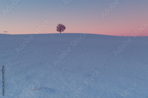einsamer alter Baum im Winter © Sandwurm79