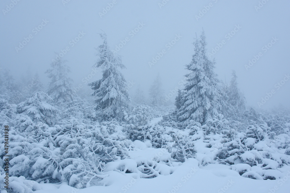 Mgła zimą w Karkonoszach - obrazy, fototapety, plakaty 