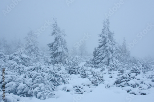 Mgła zimą w Karkonoszach photo