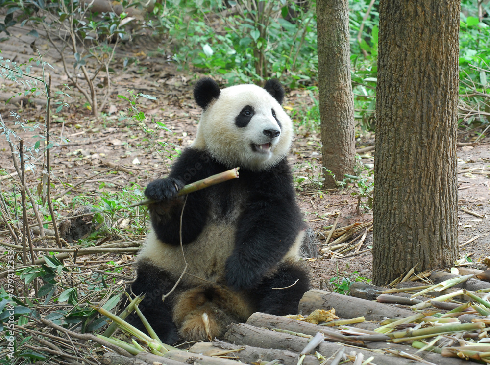 Fototapeta premium Giant panda sitting outdoor eating bamboo shoots