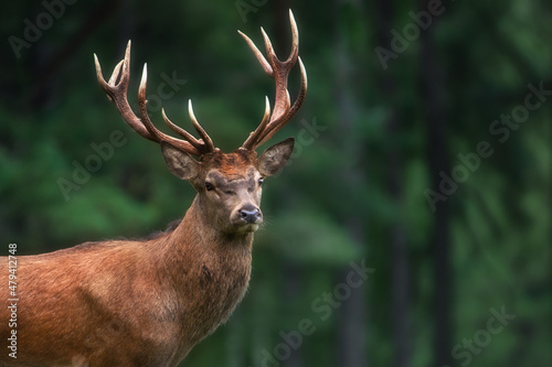 Portrait of a young red deer with large antlers. Close-up. Green background.