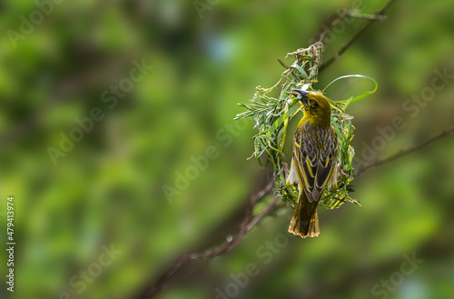 Weaver bird making nest and looking at camera