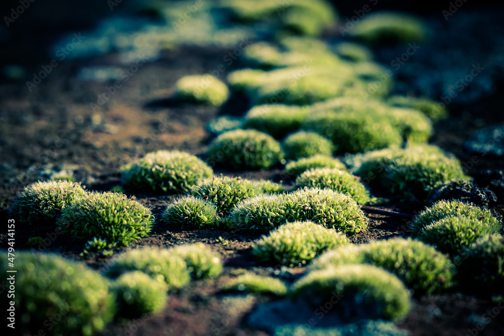 Green moss on the wall closeup, moss texture Green moss on the wall closeup, moss texture