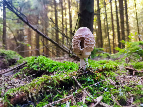 Pilzfotos / mushroom pictures - In einem Wald forografiert / photographed in a forrest in Europe
Schönes Pilzfoto (steinpilz , Röhrling etc.) photo