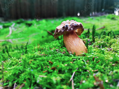 Pilzfotos / mushroom pictures - In einem Wald forografiert / photographed in a forrest in Europe
Schönes Pilzfoto (steinpilz , Röhrling etc.) photo