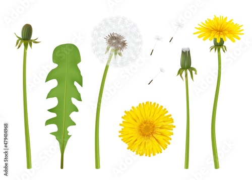 Dandelion. Realistic yellow flower with leaf beautiful dandelion with transparent parts decent vector illustration isolated