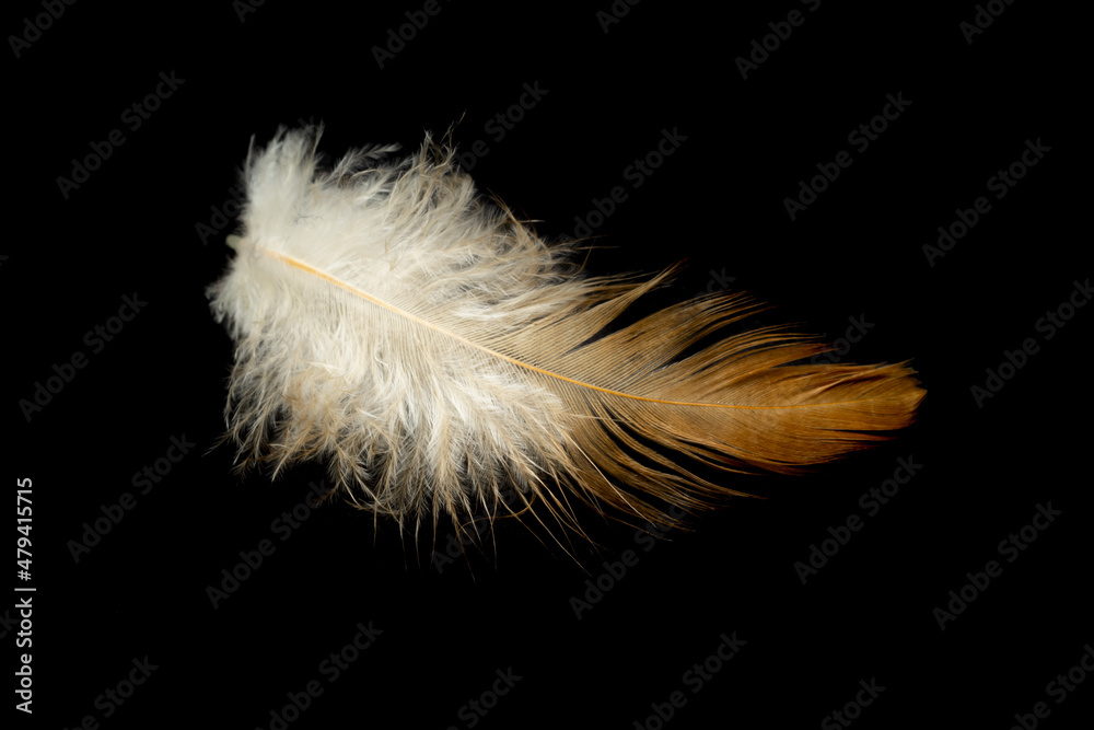 brown feathers of a hen on a black background