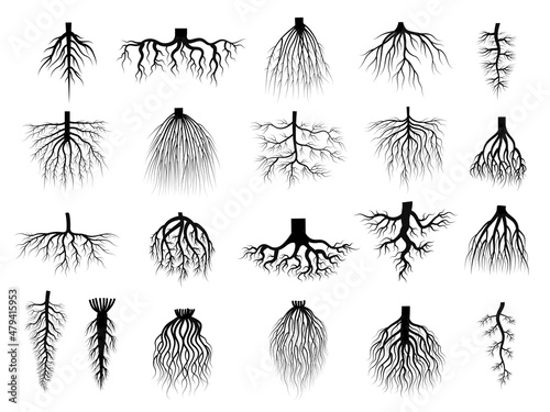 Print op canvas Root plants