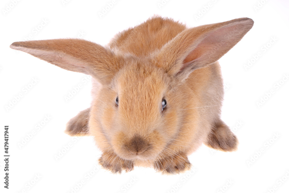 Fototapeta premium orange rabbit isolated on white background