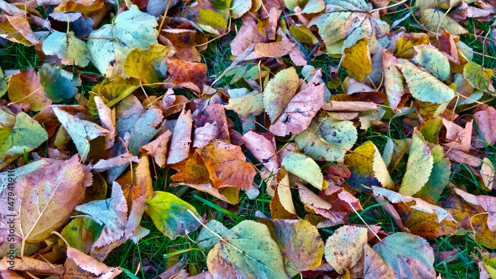 Top view on grass covered with colorful autumn leaves. Some leaves are already dry. Top view on grass covered with colorful autumn leaves. Some leaves are already dry.