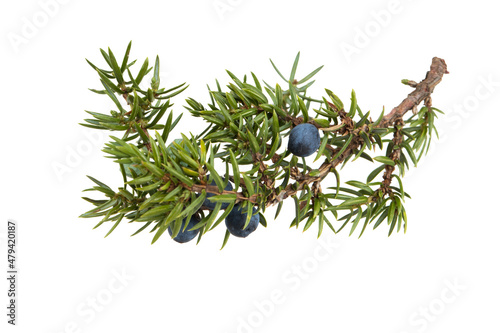 Wallpaper Mural twig with juniper blue berries isolated on white Torontodigital.ca
