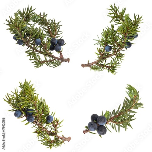 set of twigs with blue juniper berries isolated on white