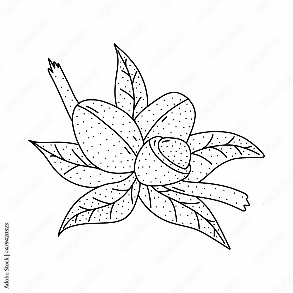 Hand drawn argan fruit icon in doodle style. Cartoon argan fruit vector icon for web design isolated on white background. Hand drawn argan fruit icon in doodle style. Cartoon argan fruit vector icon for web design isolated on white background.