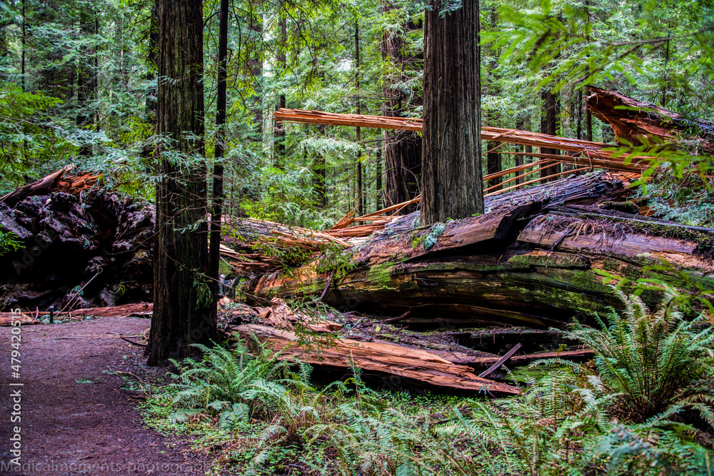 Fototapeta premium Avenue of the Giants
