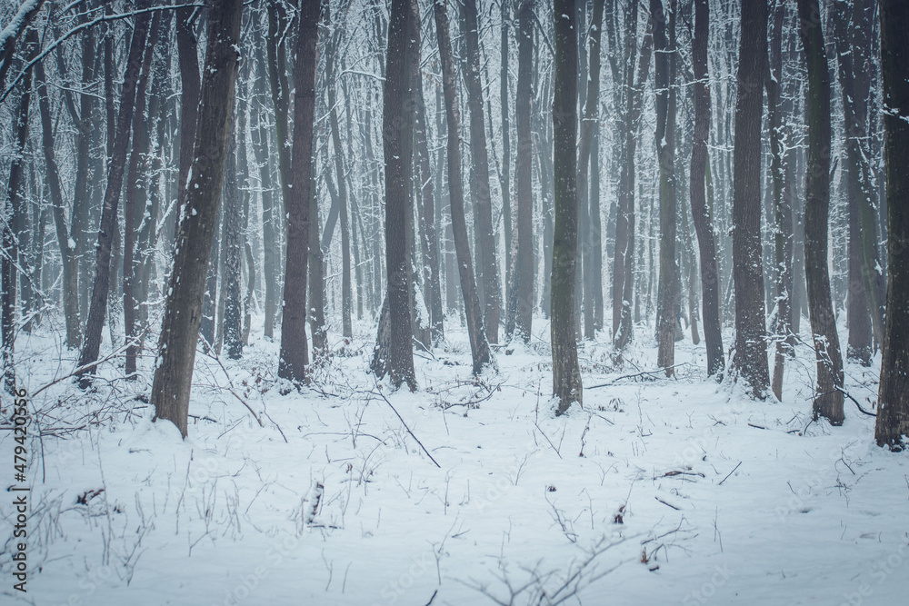 Snow in the woods. Winter forest landscape. Winter landscape. Snow-covered trees. trees in winter without leaves. snow on the trees