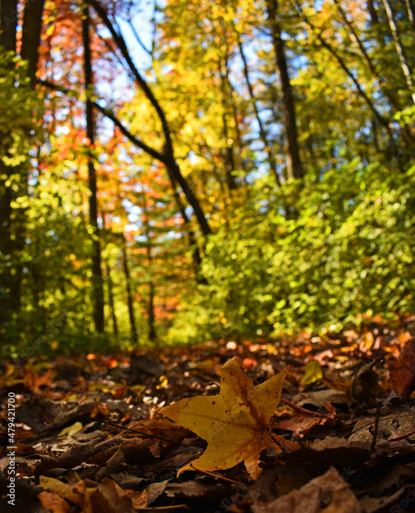 Autumn leaves on a trail through the woods Autumn leaves on a trail through the woods