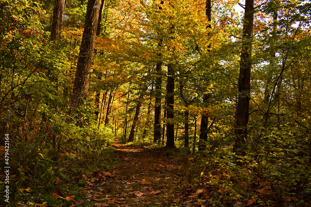 A wooded trail in autumn. Colorful trees line the trail. A wooded trail in autumn. Colorful trees line the trail.