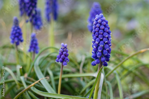 Flowers of Grape hyacinth in the garden.