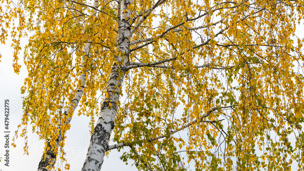 Obraz premium Bottom view of a birch tree with golden yellow leaves against a white sky