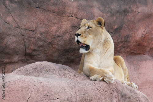 female lion on the rocks