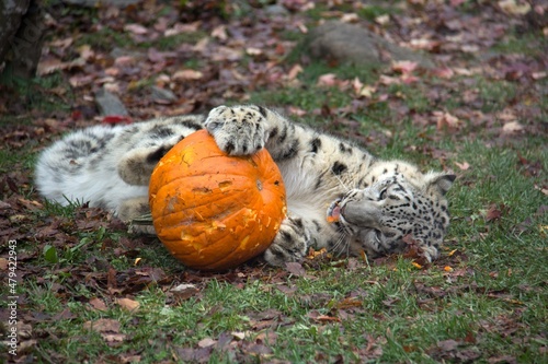 Snow leopard playing with a pumpkin