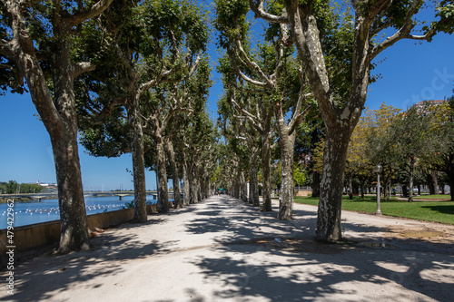 alley of plane trees in the riverside of Mondego in Coimbra, Portugal
