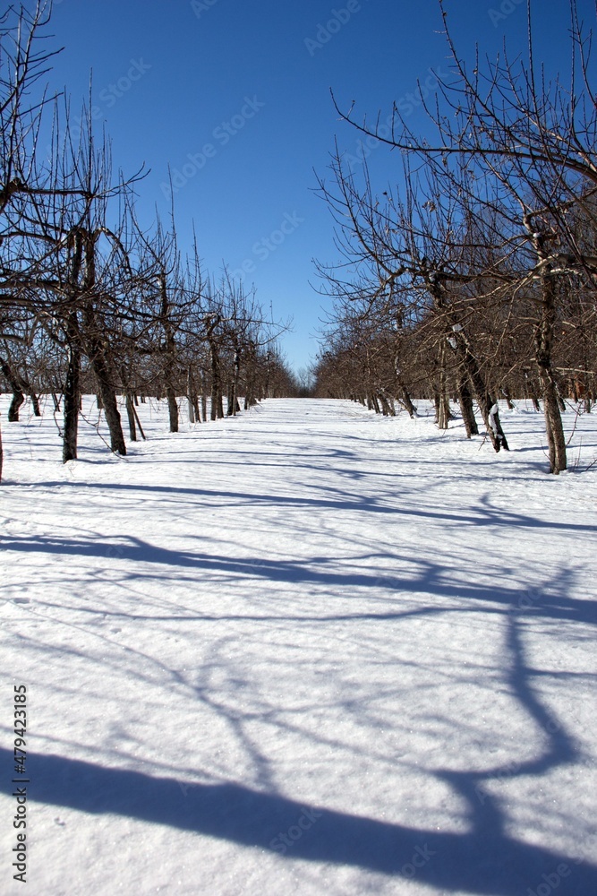 Obraz premium winter landscape with trees