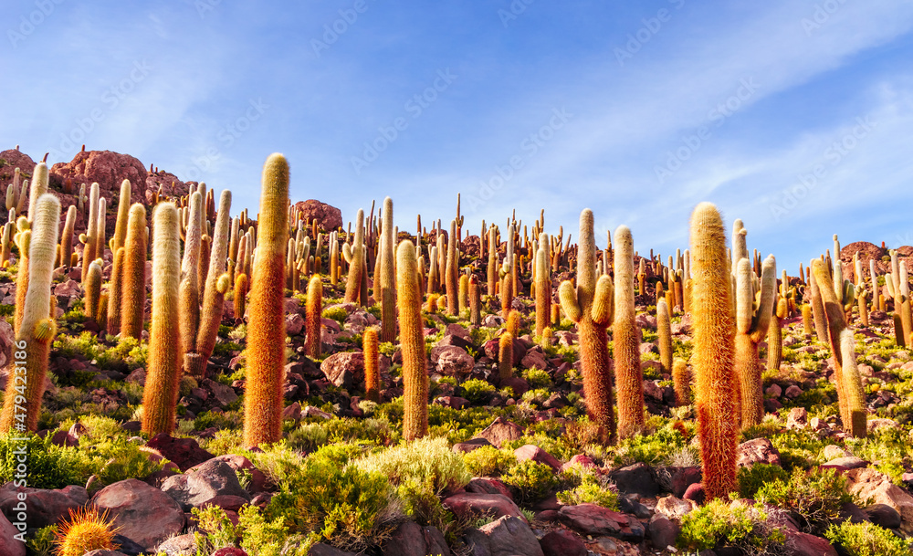 Sunrise on Cactus at Incahuasi island, at Salar de Uyuni is largest salt flat in the world in Bolivia. Sunrise on Cactus at Incahuasi island, at Salar de Uyuni is largest salt flat in the world in Bolivia.