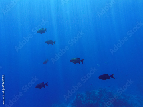 Photography Kyphosus sectator in the blue water of the red sea