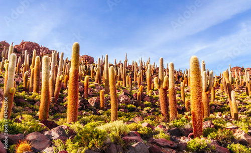 Sunrise on Cactus at Incahuasi island, at Salar de Uyuni is largest salt flat in the world in Bolivia.