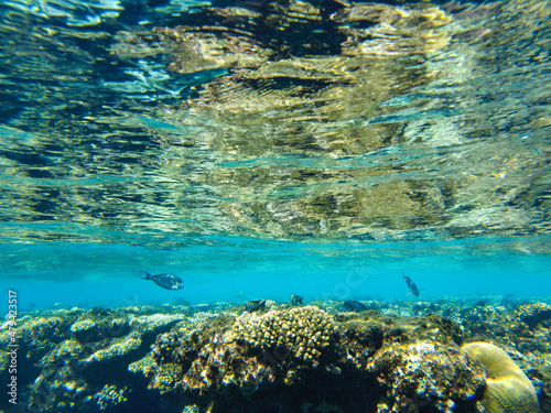 Sohal surgeon fish at the Red Sea swims in shallow water by the beach photo